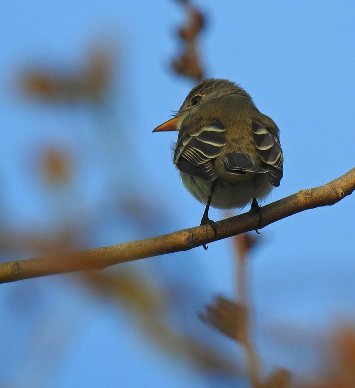 Acadian Flycatcher
