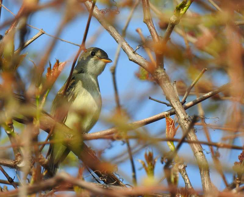 Acadian Flycatcher