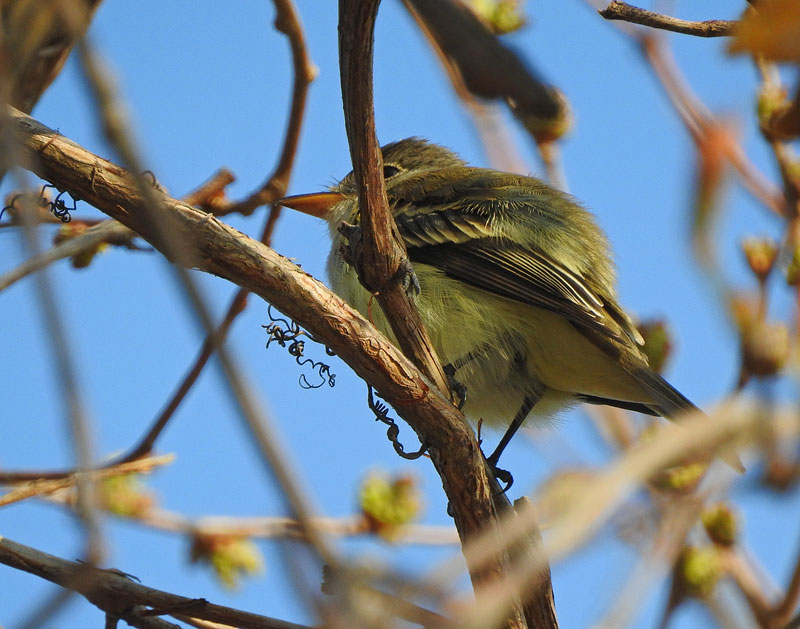 Acadian Flycatcher