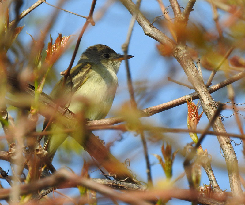 Acadian Flycatcher