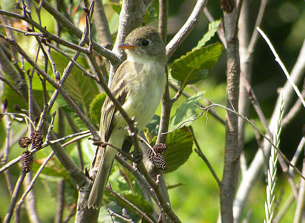 Alder Flycatcher