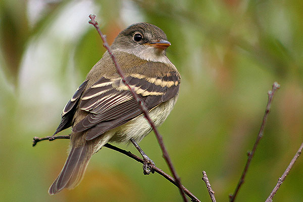 Alder Flycatcher