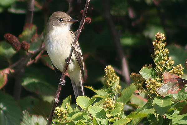 Alder Flycatcher