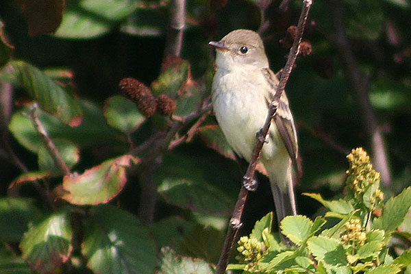 Alder Flycatcher