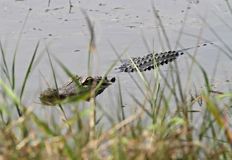 American Alligator
