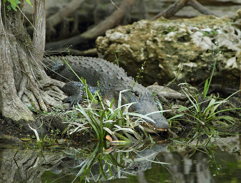 American Alligator