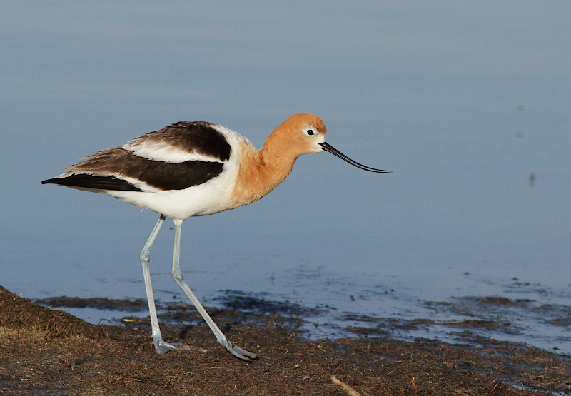 American Avocet