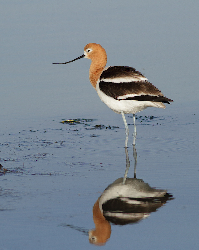 American Avocet
