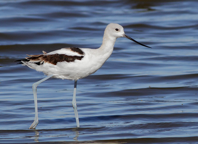 American Avocet