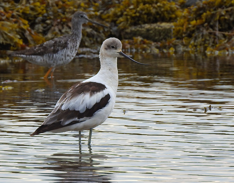 American Avocet