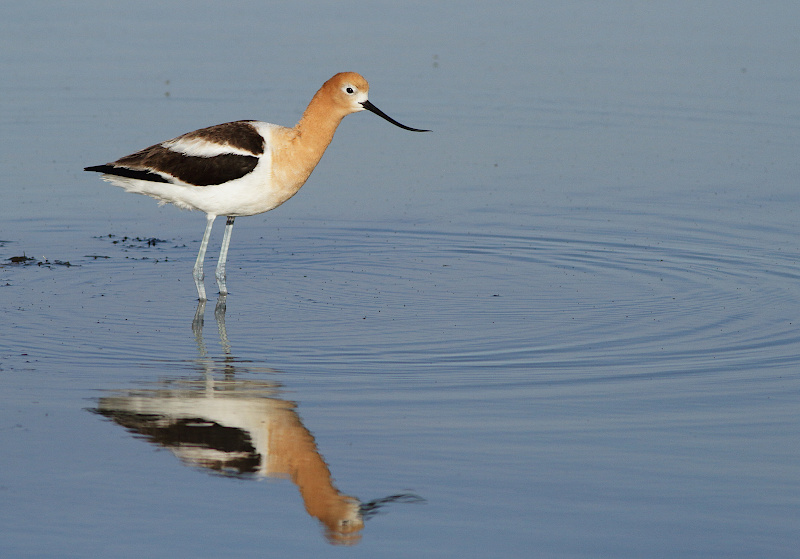 American Avocet