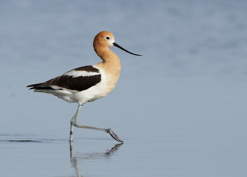 American Avocet