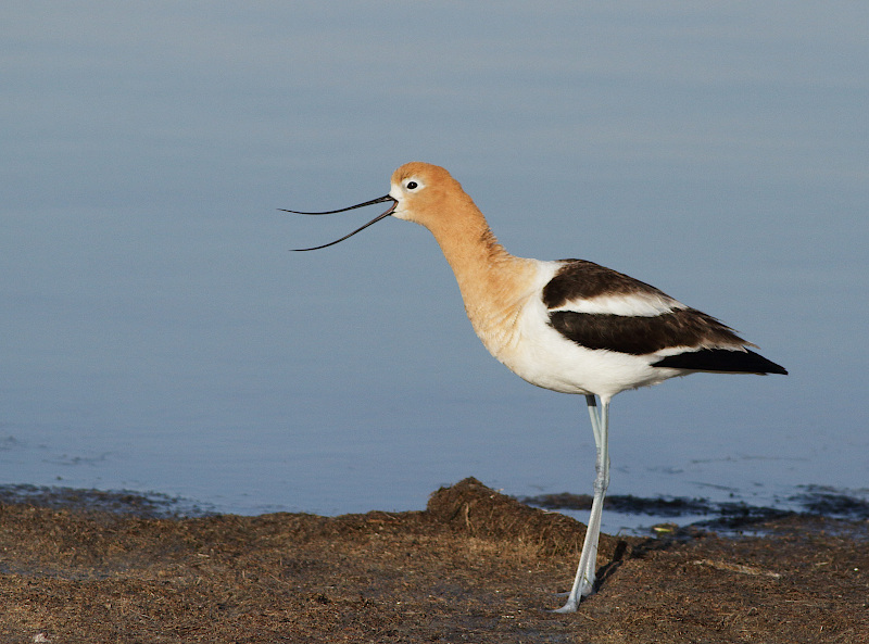 American Avocet
