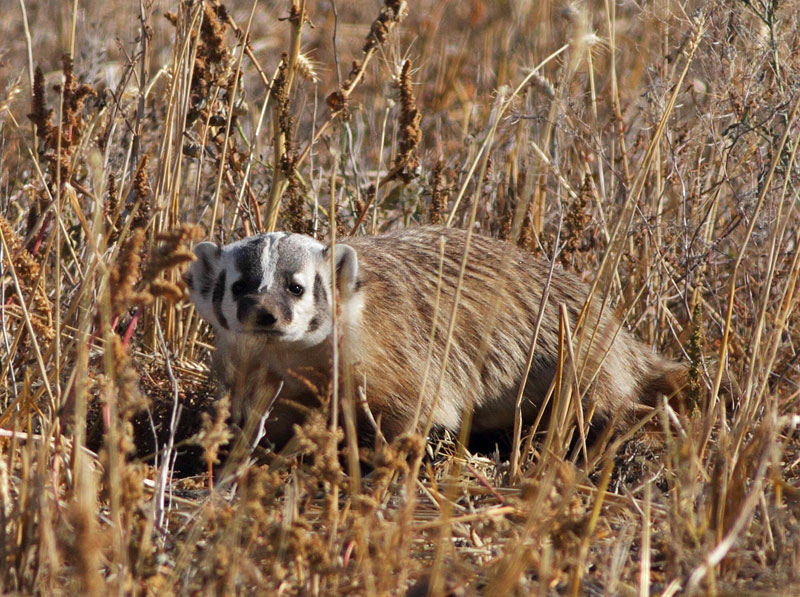 American Badger