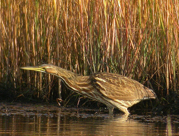 American Bittern