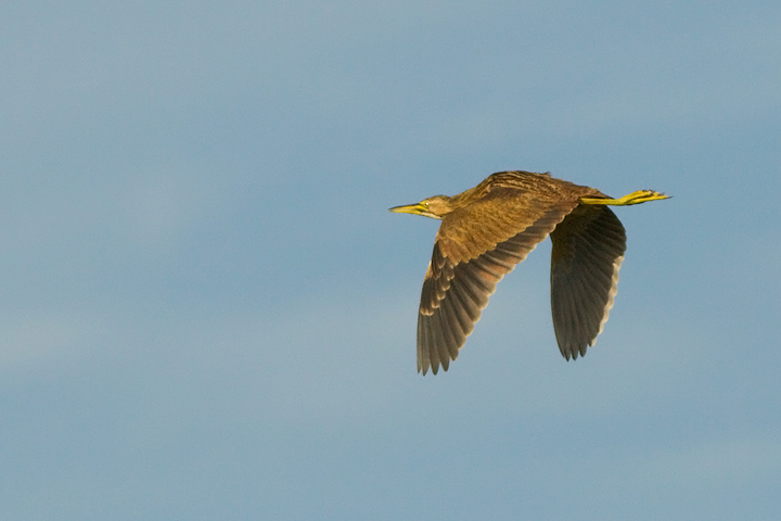 American Bittern