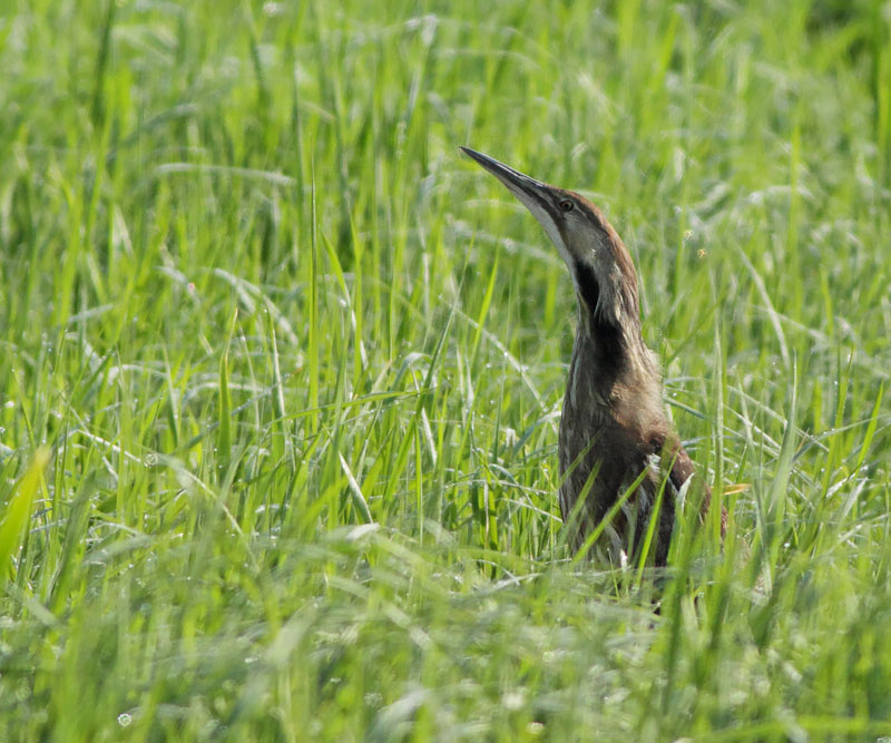 American Bittern