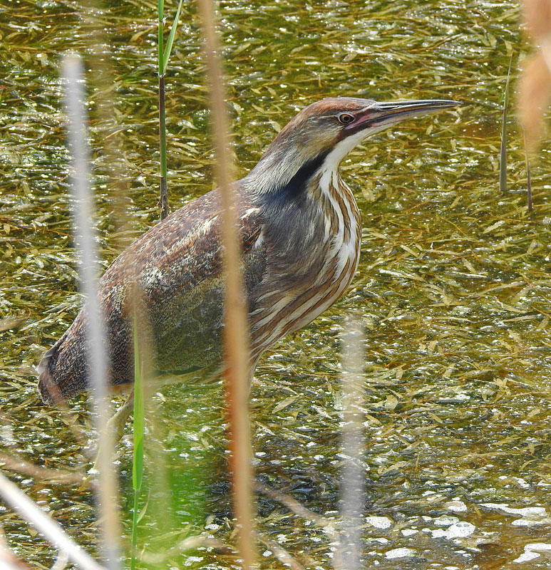 American Bittern