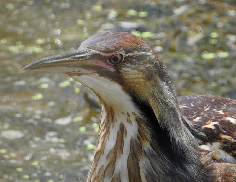 American Bittern