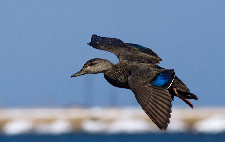American Black Duck