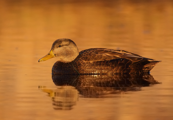 American Black Duck