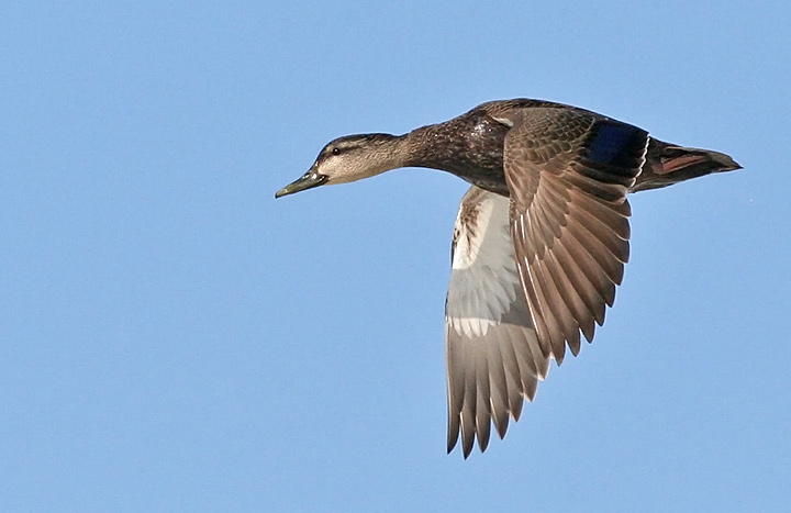 American Black Duck