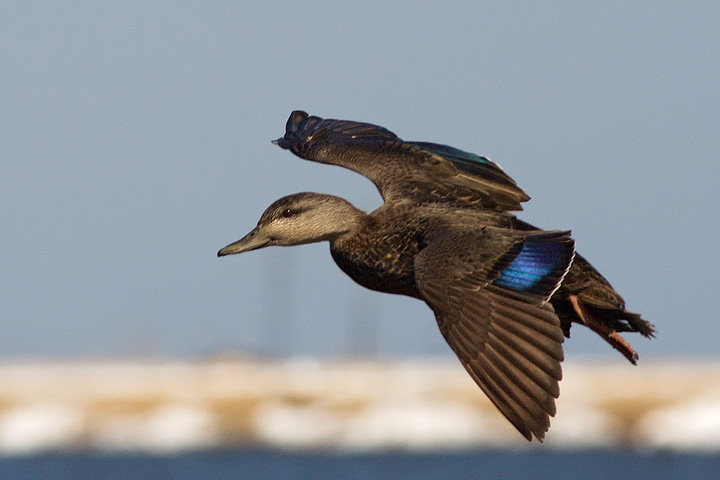 American Black Duck