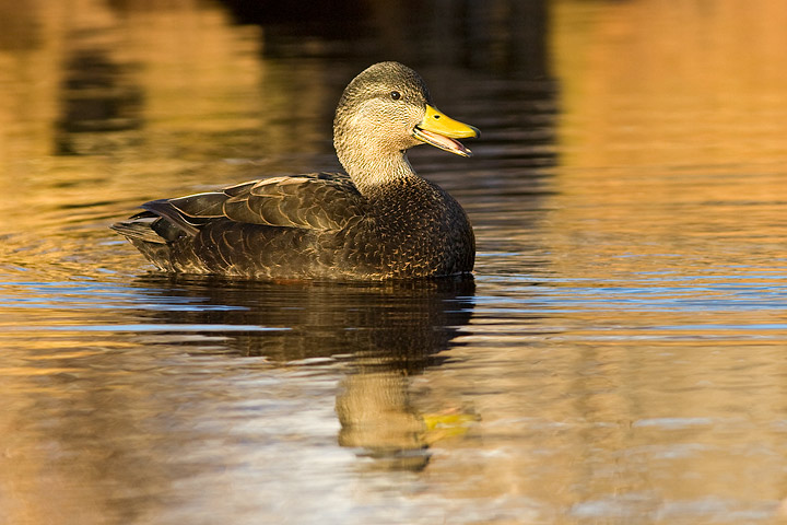 American Black Duck