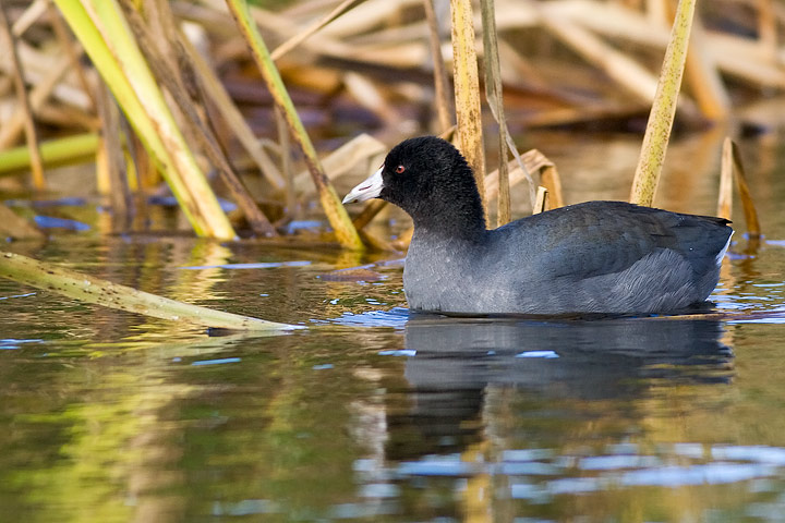 American Coot