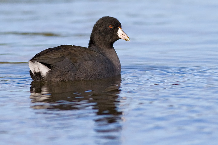 American Coot