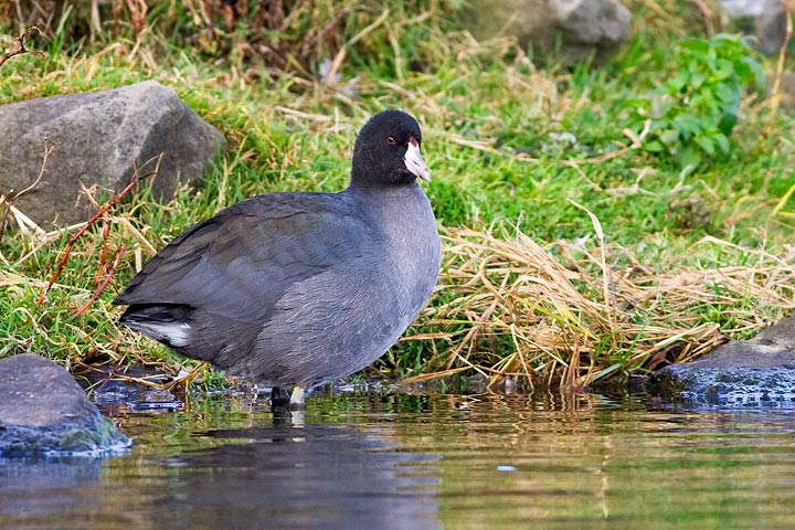 American Coot