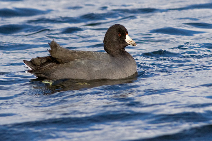 American Coot