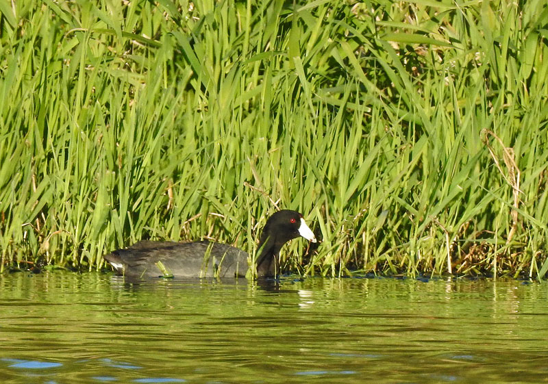 American Coot