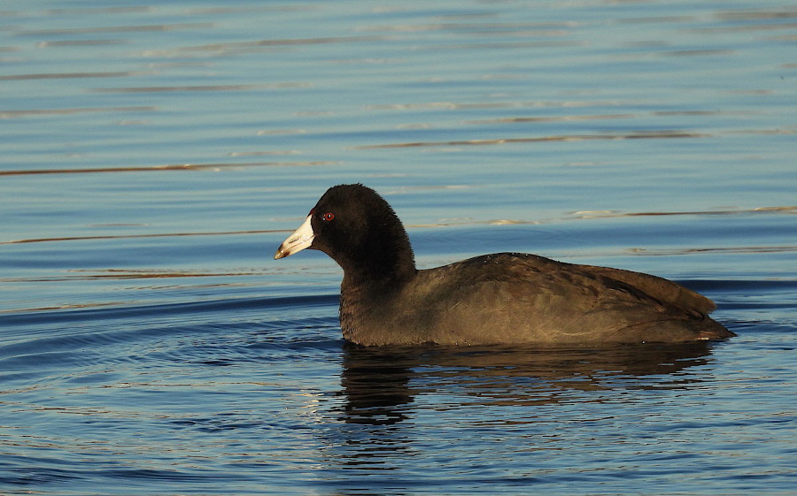 American Coot