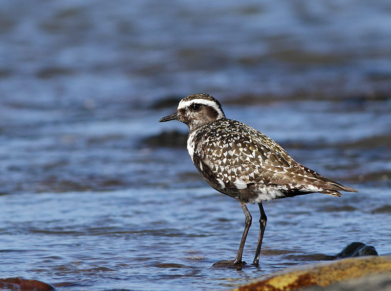 American Golden-Plover