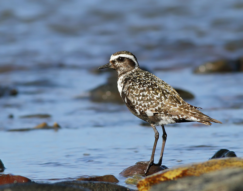 American Golden-Plover