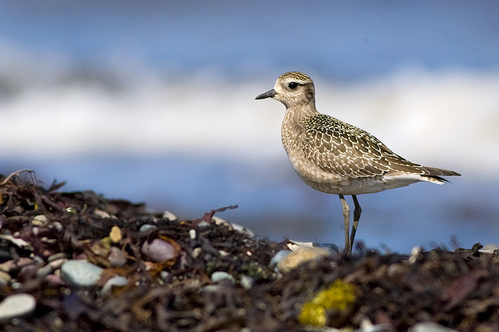 American Golden-Plover