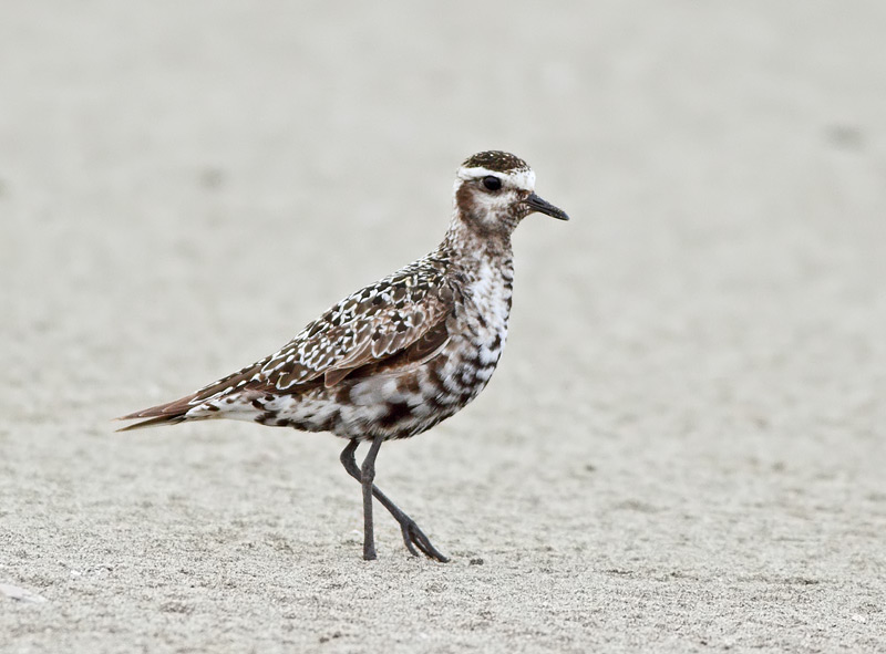American Golden-Plover