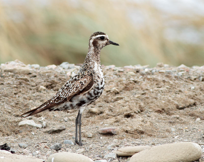 American Golden-Plover