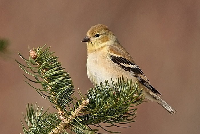 American Goldfinch