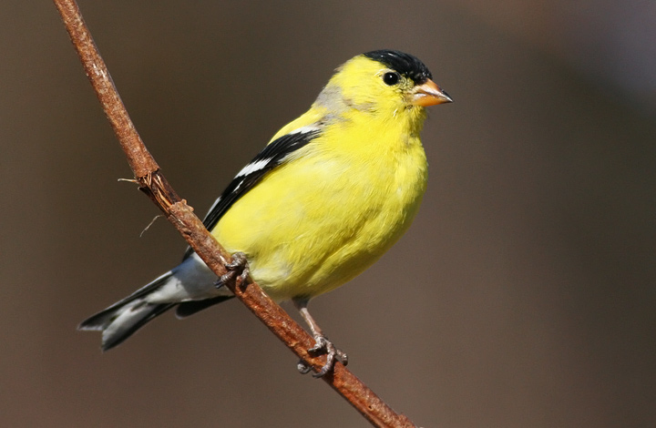 American Goldfinch