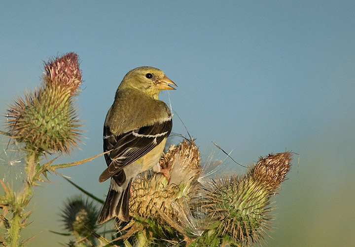 American Goldfinch