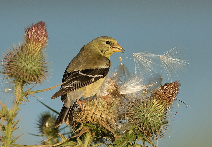 American Goldfinch