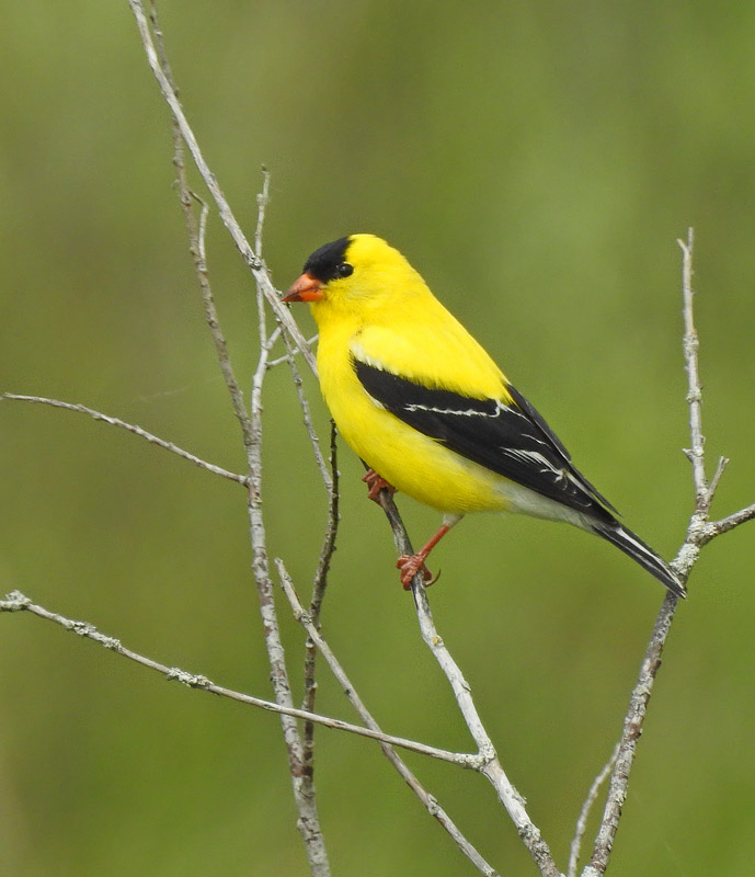 American Goldfinch