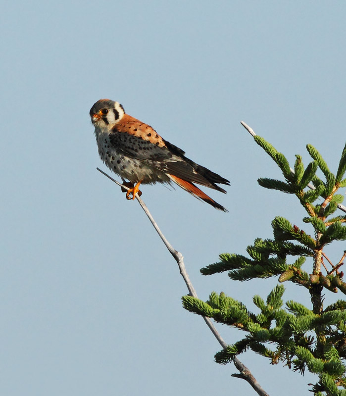 American Kestrel