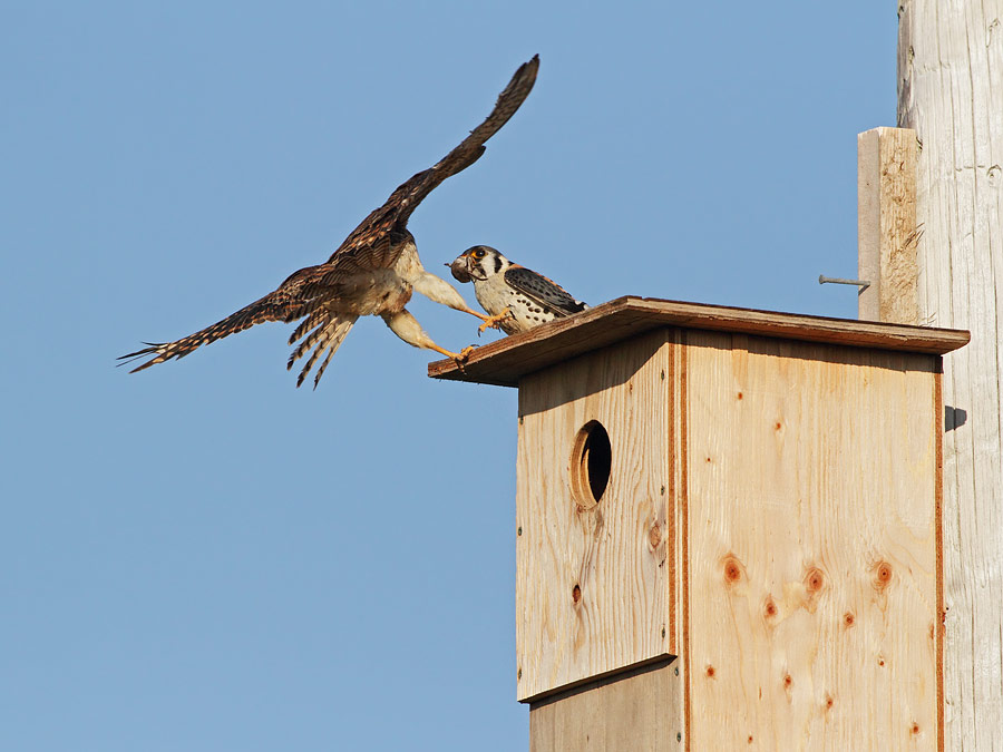 American Kestrel