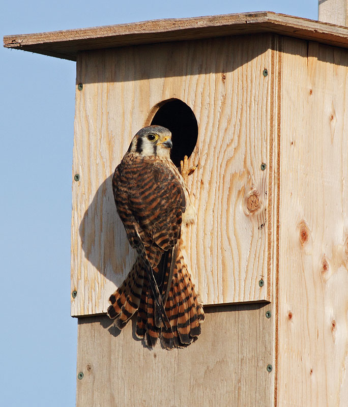 American Kestrel