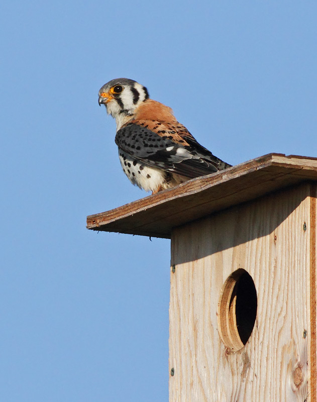 American Kestrel