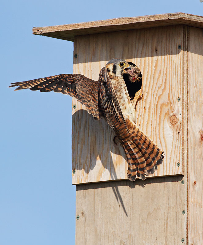 American Kestrel