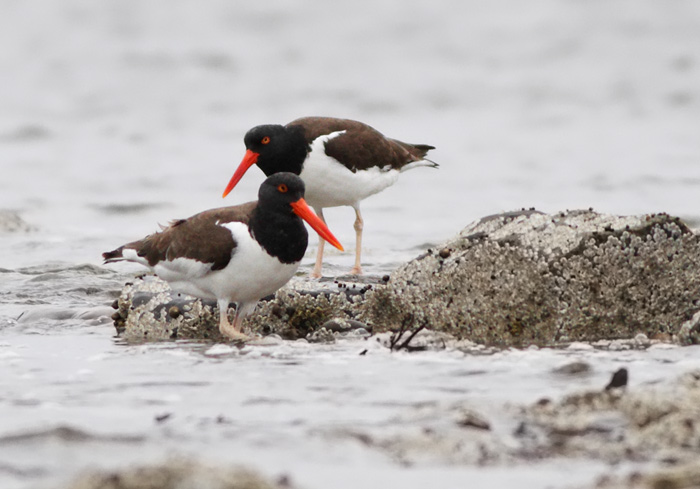 American Oystercatcher